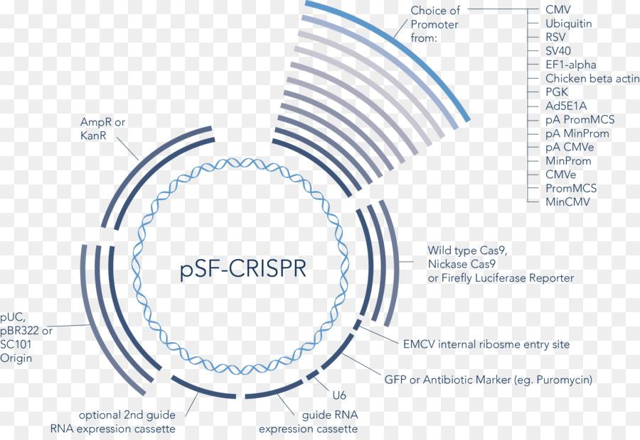 Vecteur，Crispr PNG