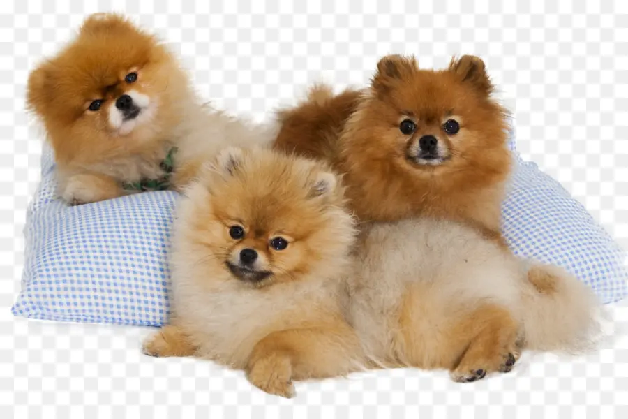 Chiens，Animaux De Compagnie PNG