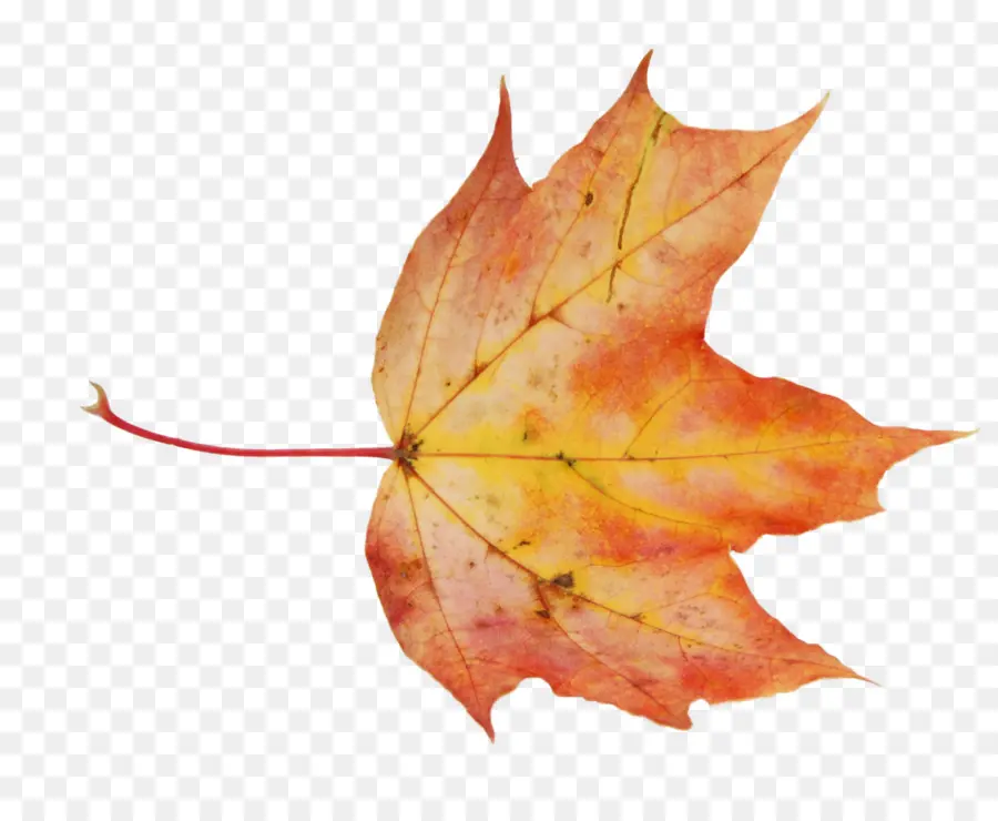 Feuilles D'automne，Automne PNG