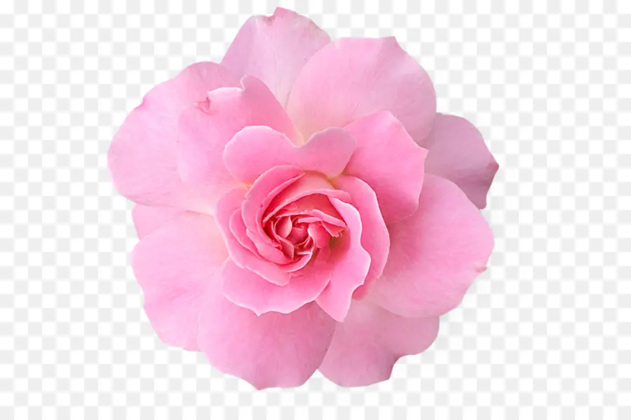 Rose Rose，Floraison PNG