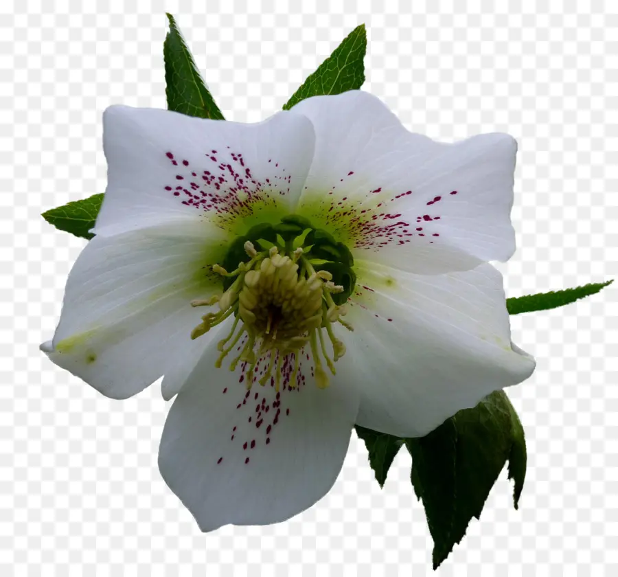 Fleur，Blanc PNG