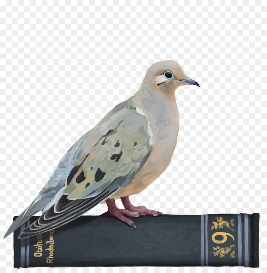 Hatoful Boyfriend，Pigeon Voyageur PNG