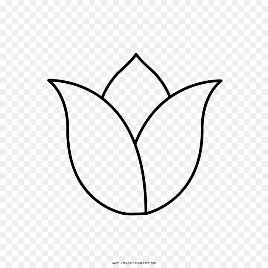 Tulip，Livre De Coloriage PNG