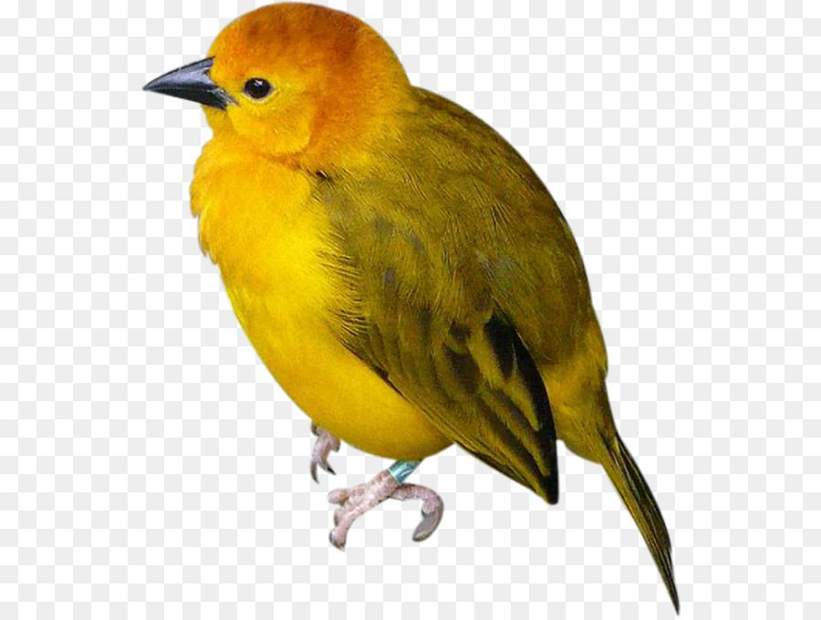 Oiseau Vert，Oiseau PNG