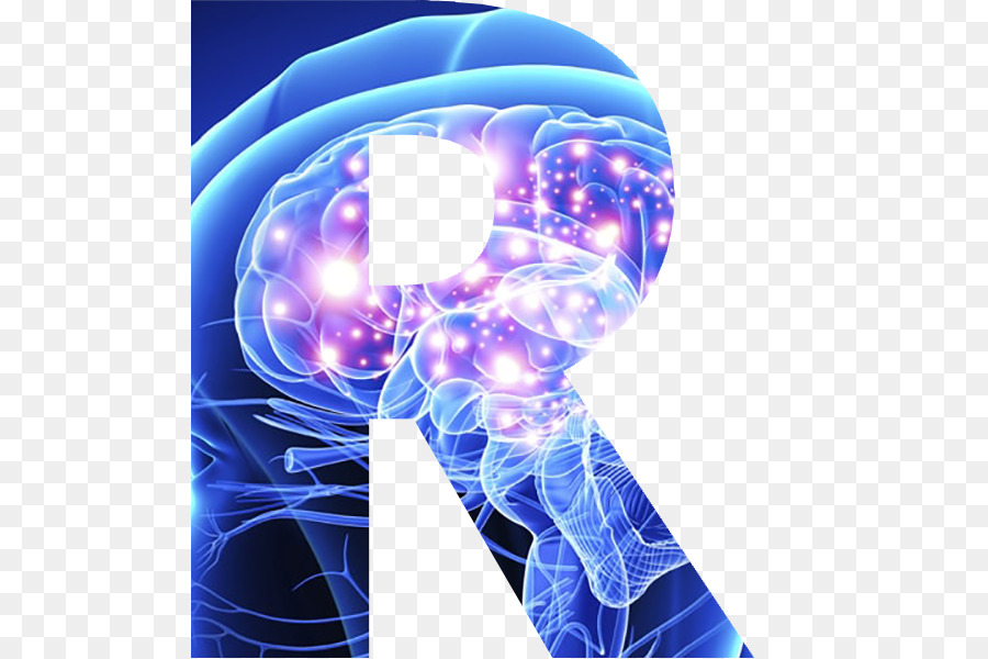 Cerveau，Système Nerveux PNG