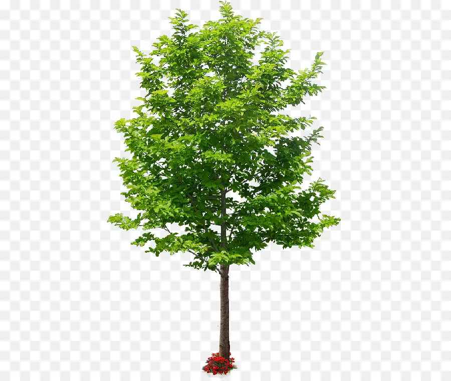 Arbre Vert，Nature PNG