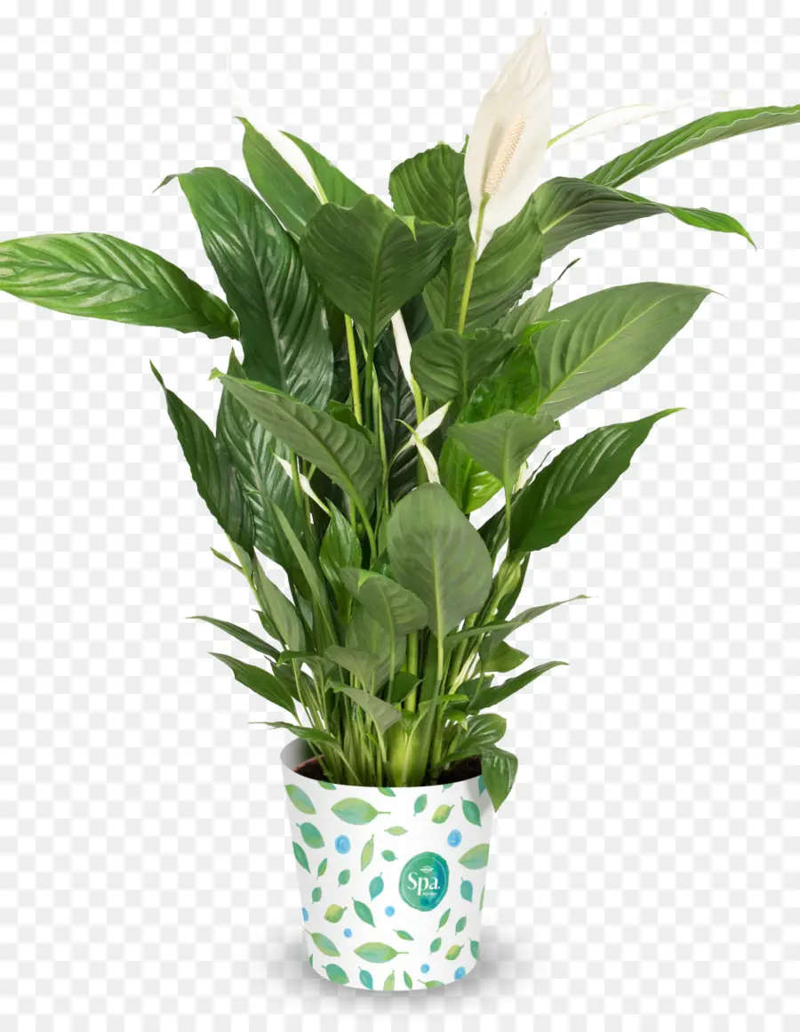 Flowerpot，La Paix Lys PNG