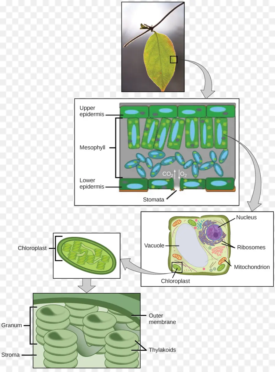 Feuille，Photosynthèse PNG