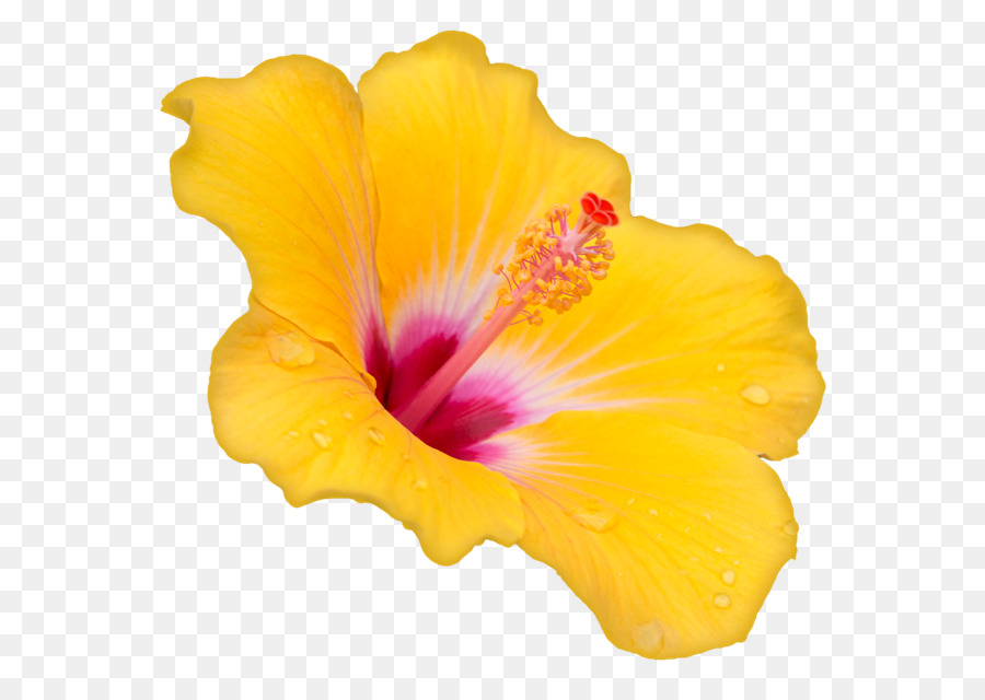 Hibiscus Jaune，Pétales PNG