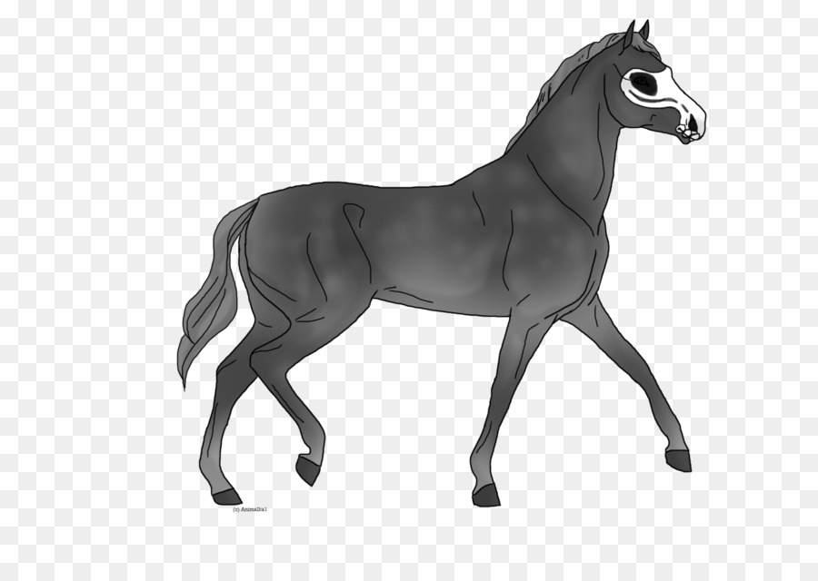 Cheval，équidé PNG