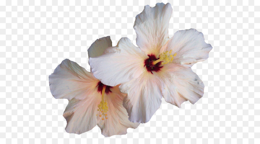 Fleur D'hibiscus，Fleur PNG