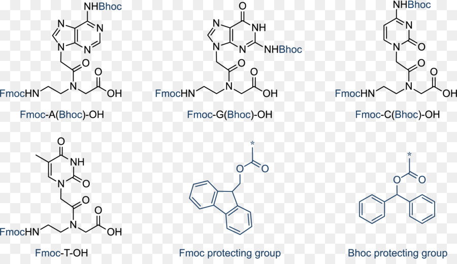 Acide Nucléique Peptidique，L Acide Nucléique PNG