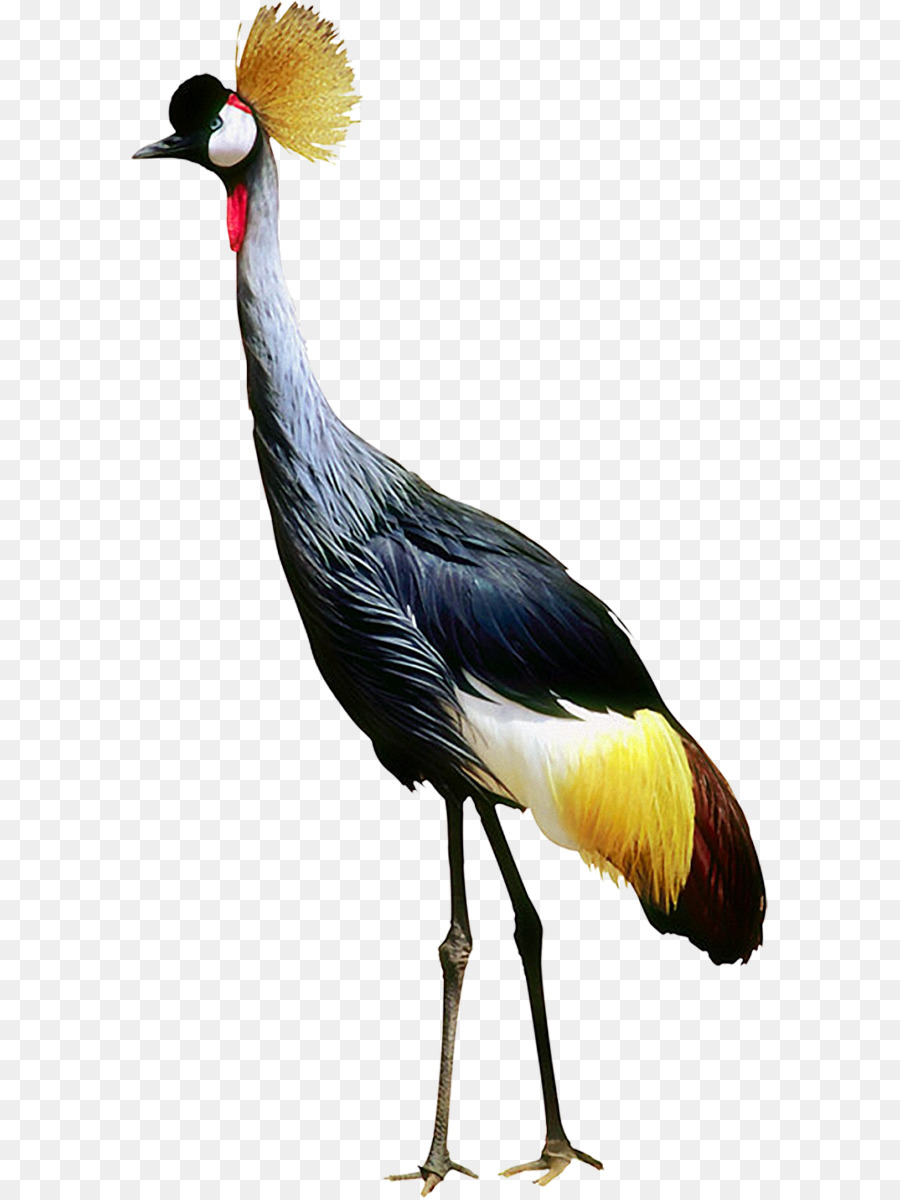 Oiseau，Grue PNG