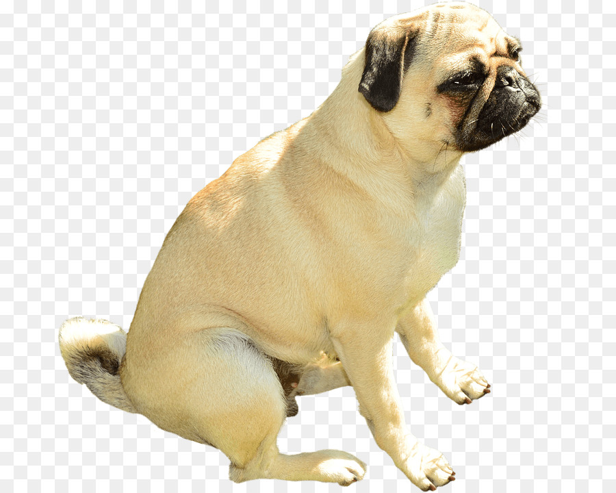 Chien Carlin，Animal De Compagnie PNG