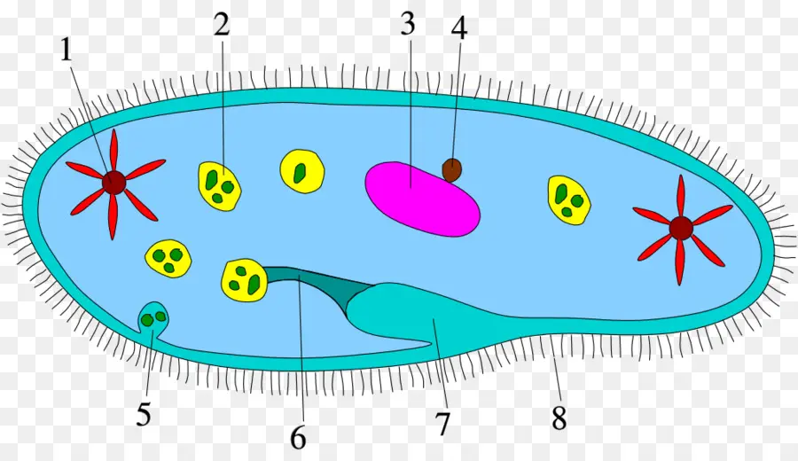 Diagramme De La Paramécie，Cellule PNG