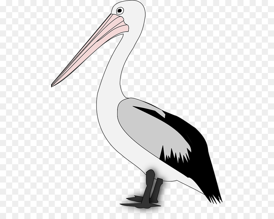 Pelican，Oiseau PNG