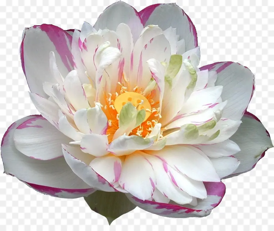 Lotus Blanc，Fleur PNG