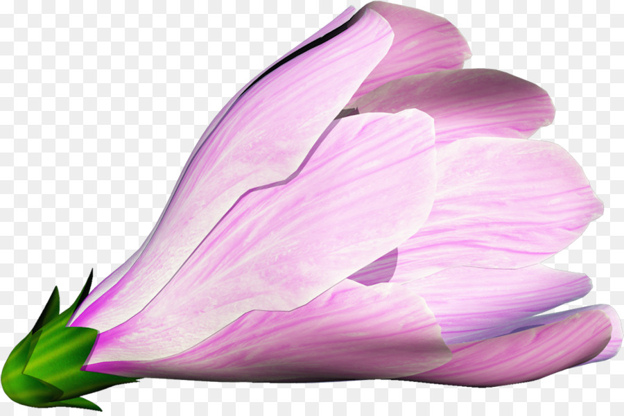 Fleur Rose，Fleur PNG