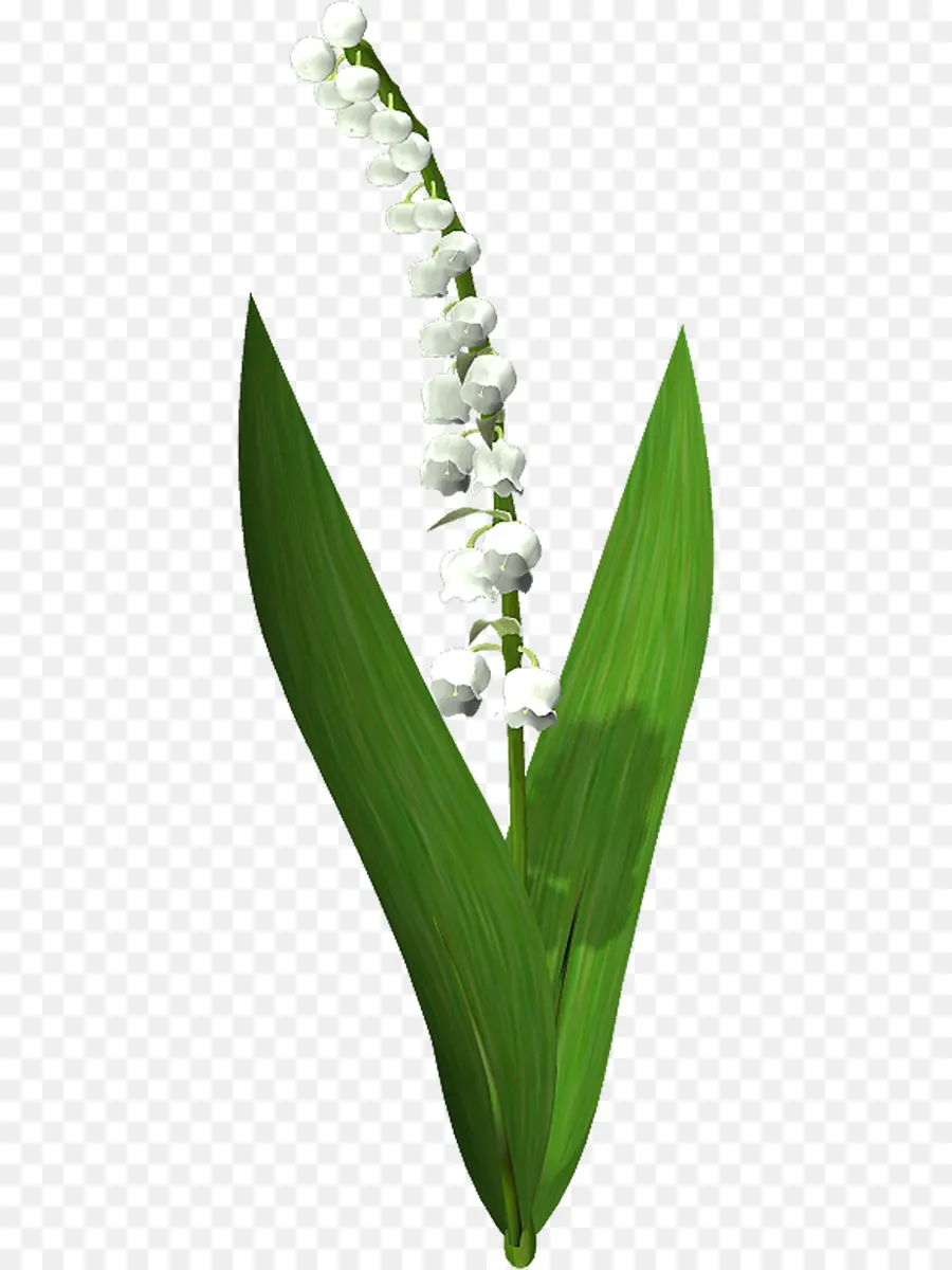 Muguet，Fleur PNG