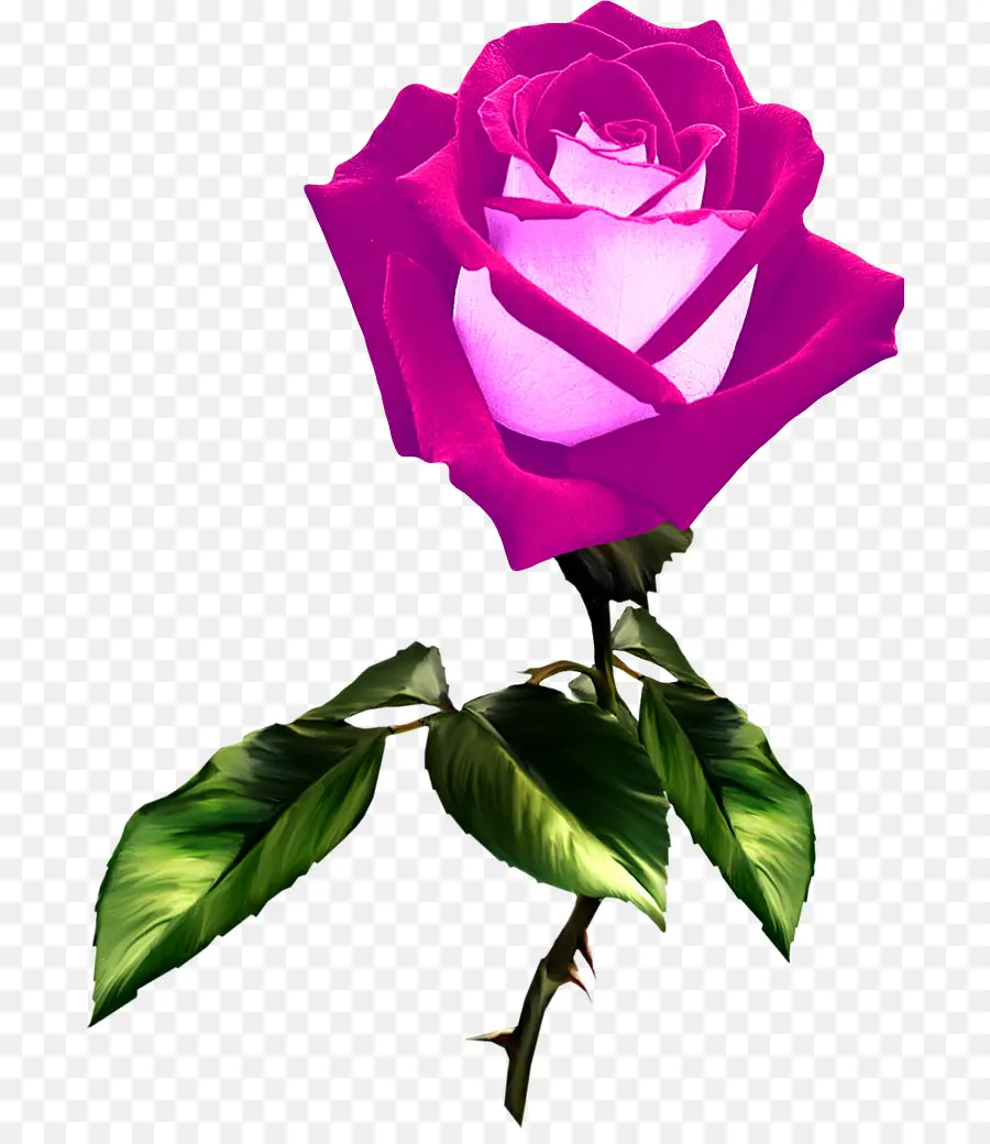 Rose Rose，Fleur PNG