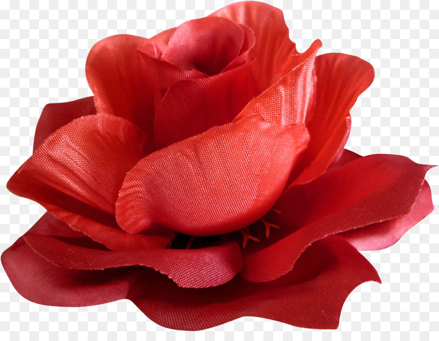 Rose Rouge，Floraison PNG