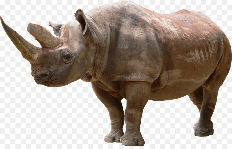 Rhinocéros，Faune PNG