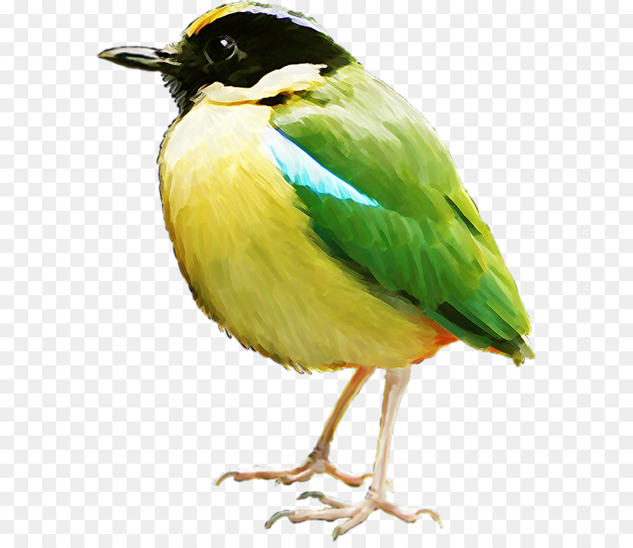 Oiseau，Postscript Encapsulé PNG