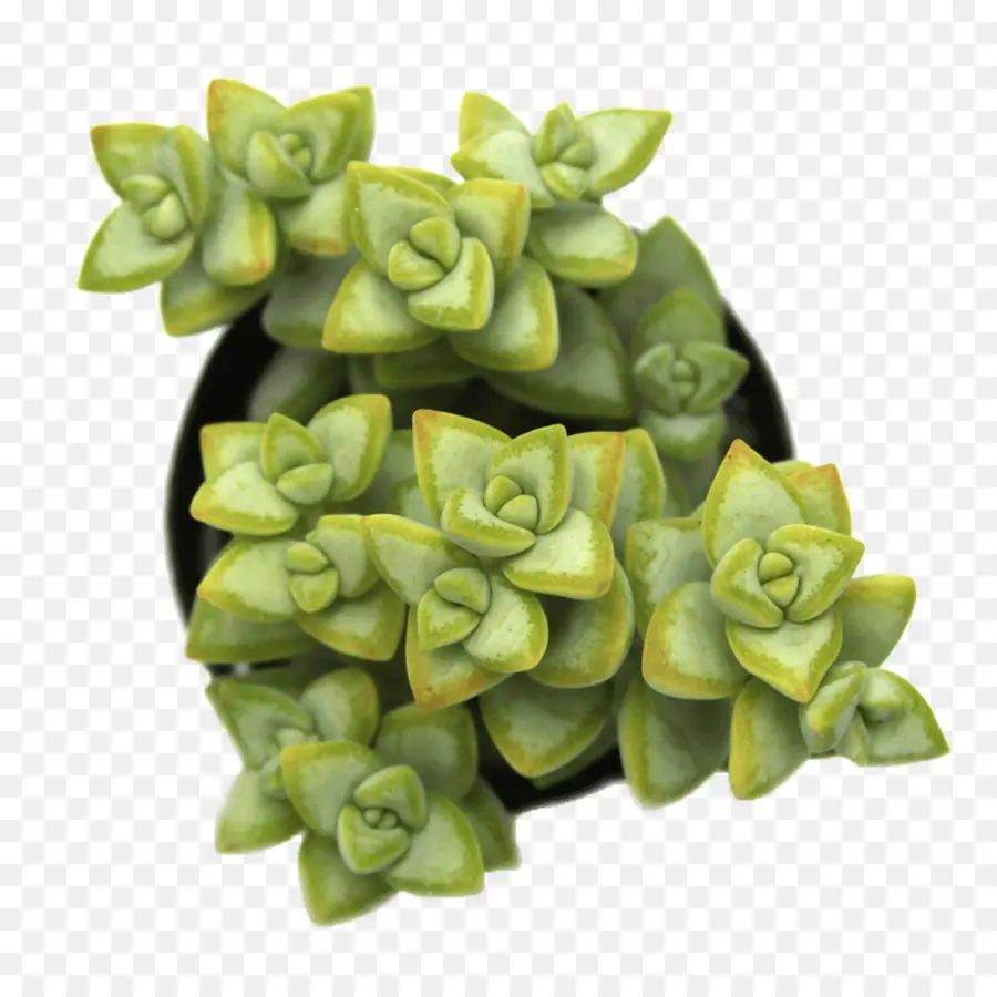 Plante Succulente，Vert PNG