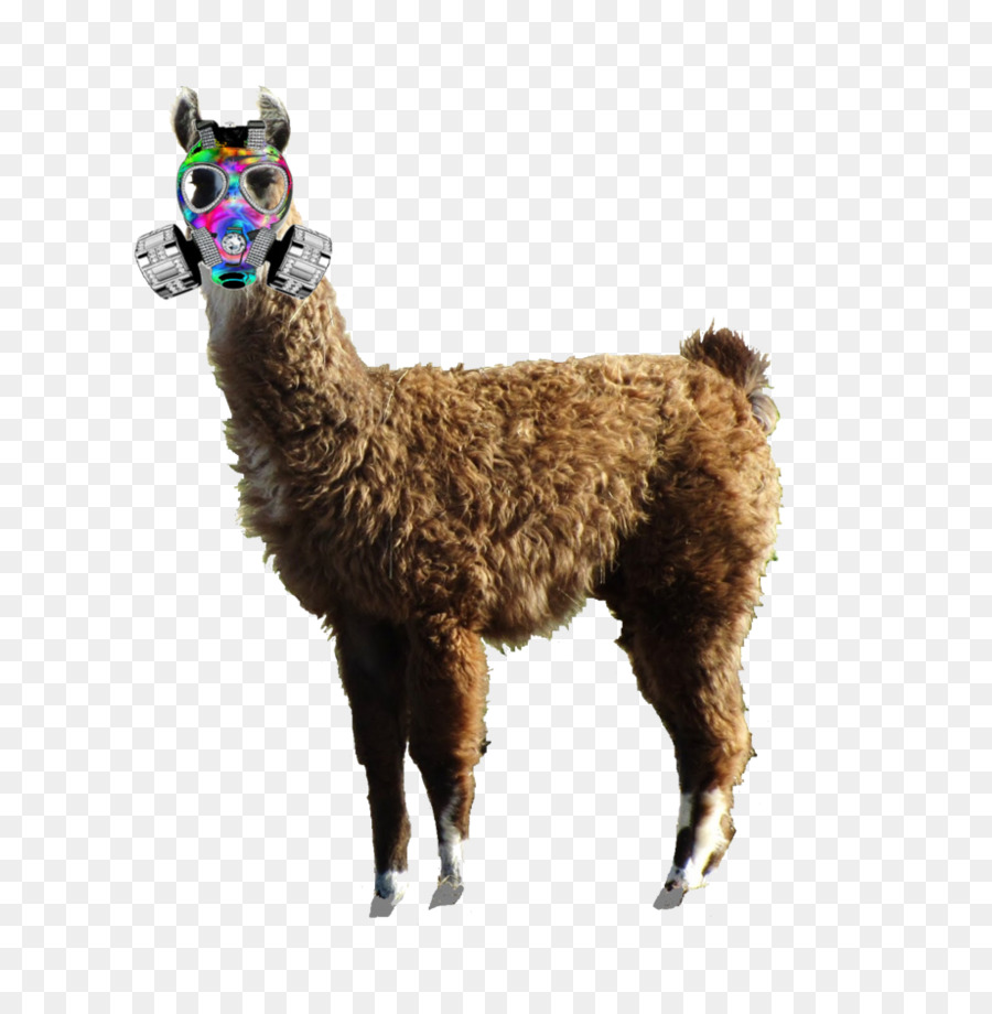 Lama Avec Masque à Gaz，Masque PNG