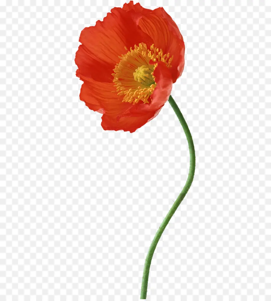 Coquelicot Rouge，Floraison PNG