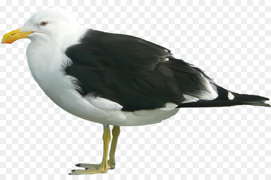 Mouette，Océan PNG