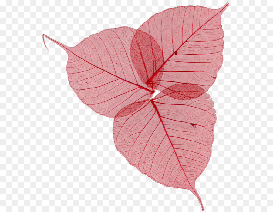 Feuille Rouge，Automne PNG