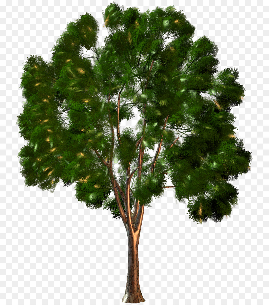 Arbre，Vert PNG