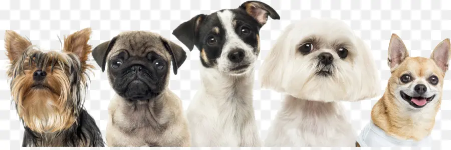 Chiens，Animaux De Compagnie PNG