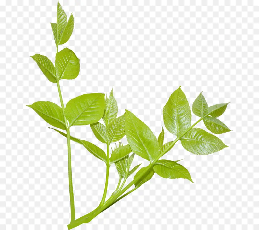 Feuilles Vertes，Usine PNG