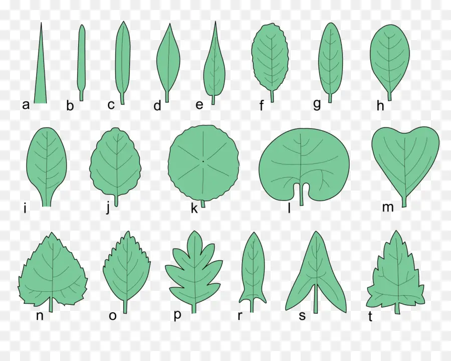 Formes De Feuilles，Botanique PNG