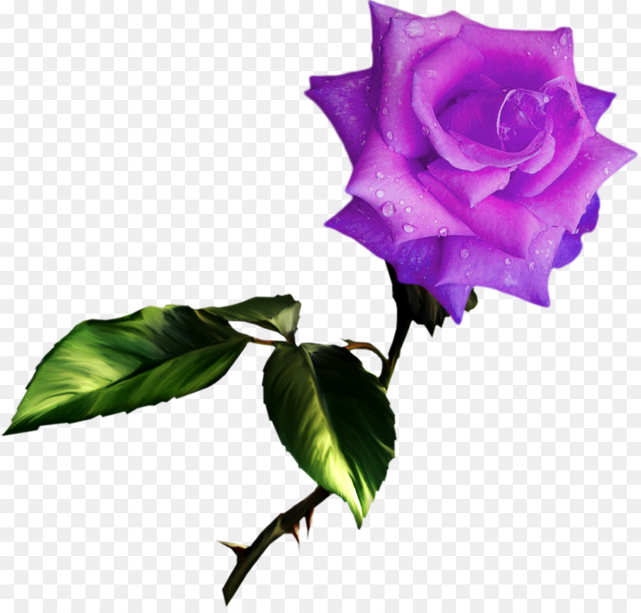 Rose，Les Meilleures Roses PNG
