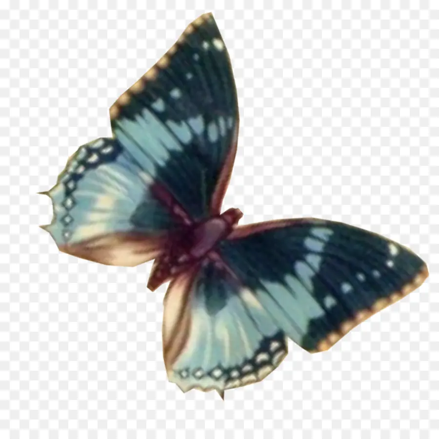 Papillon，Ailes PNG