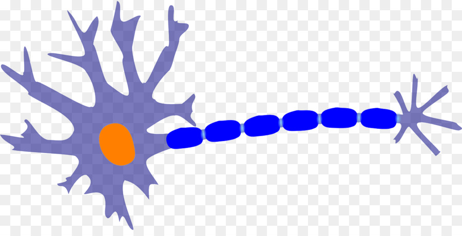 Nerf，Neurone PNG