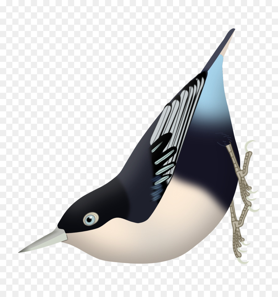 Oiseau，Plumes PNG