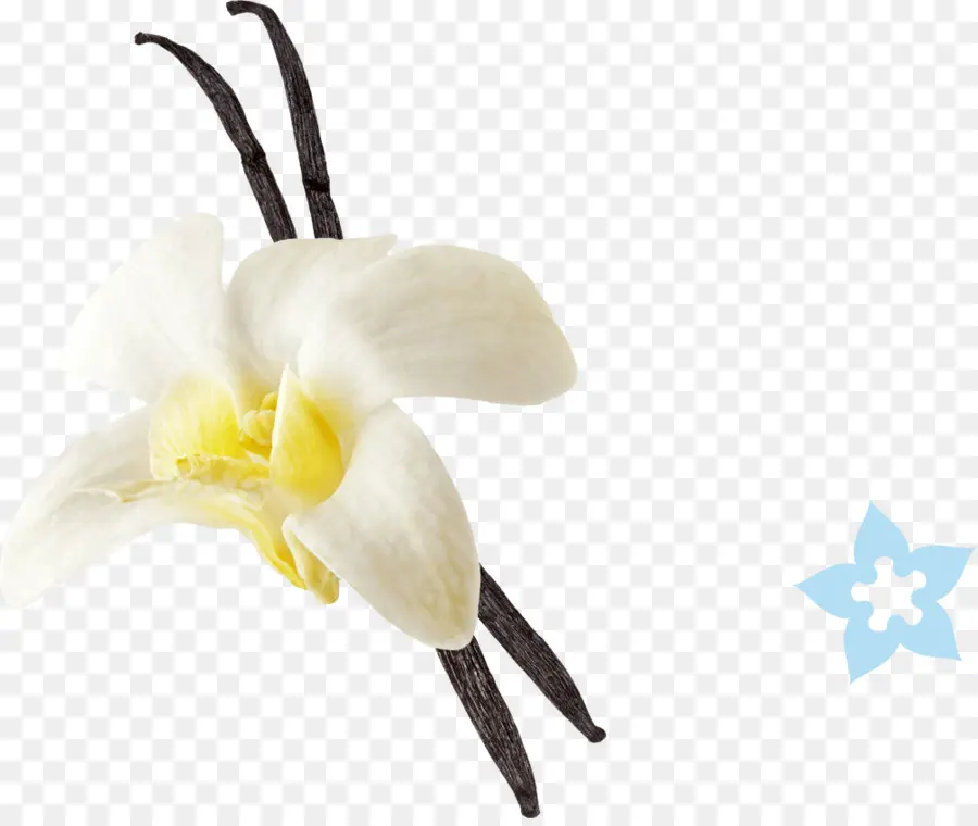 Fleur De Vanille，Gousses De Vanille PNG