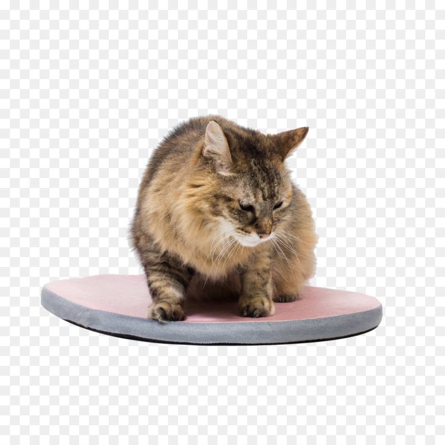 Chat，Animal De Compagnie PNG