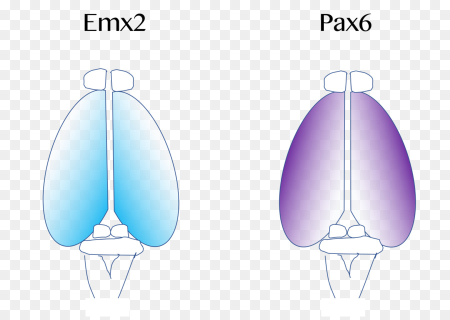 Cortex Cérébral，Cerveau PNG