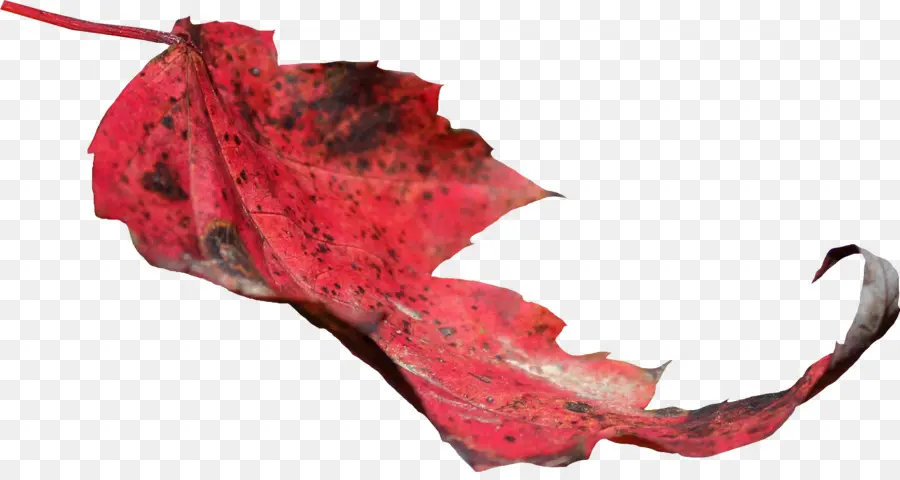 Feuille Rouge，Automne PNG