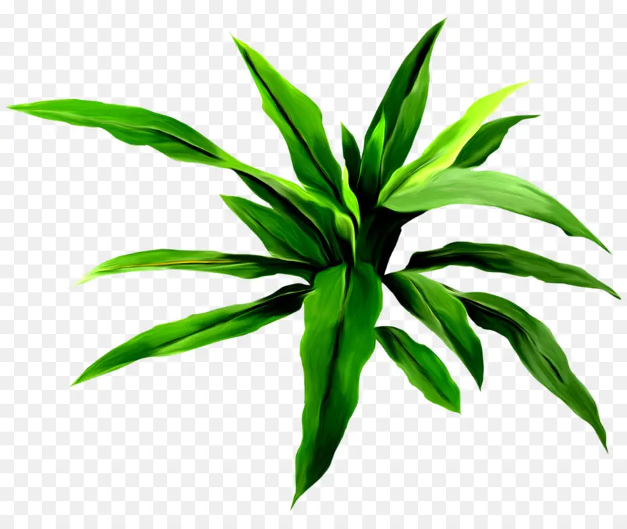 Feuille Verte，Nature PNG