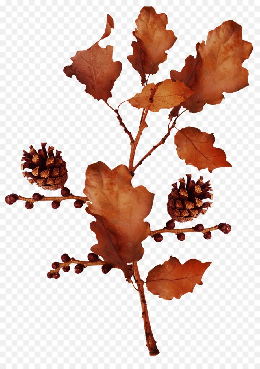 Feuilles D'automne，Pommes De Pin PNG