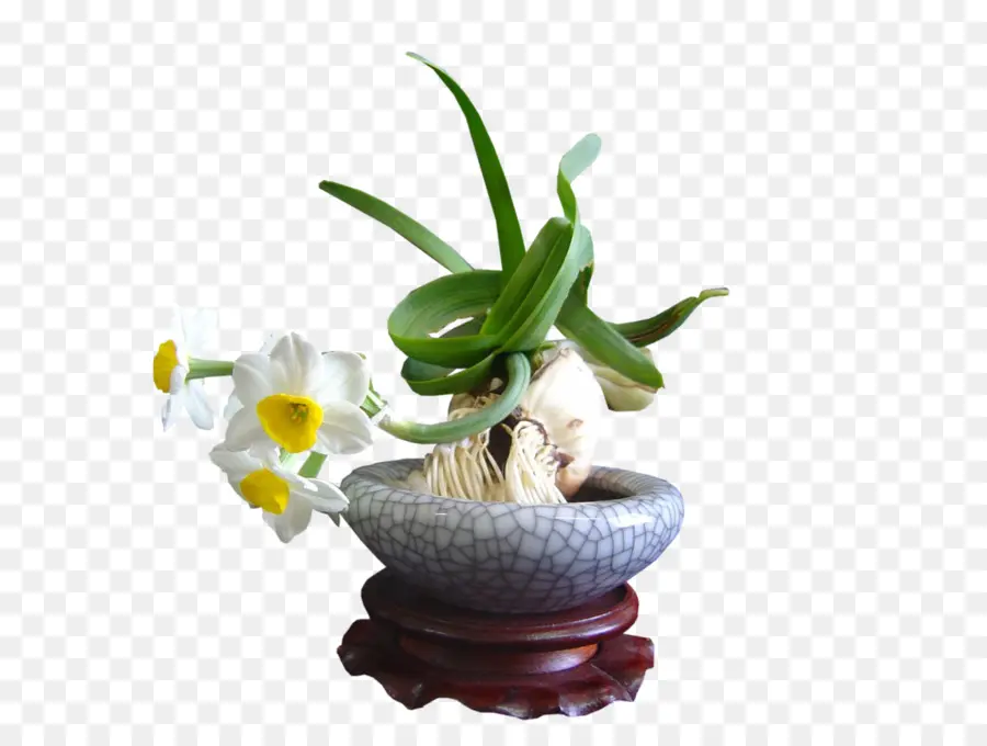 Orchidée，Fleur PNG