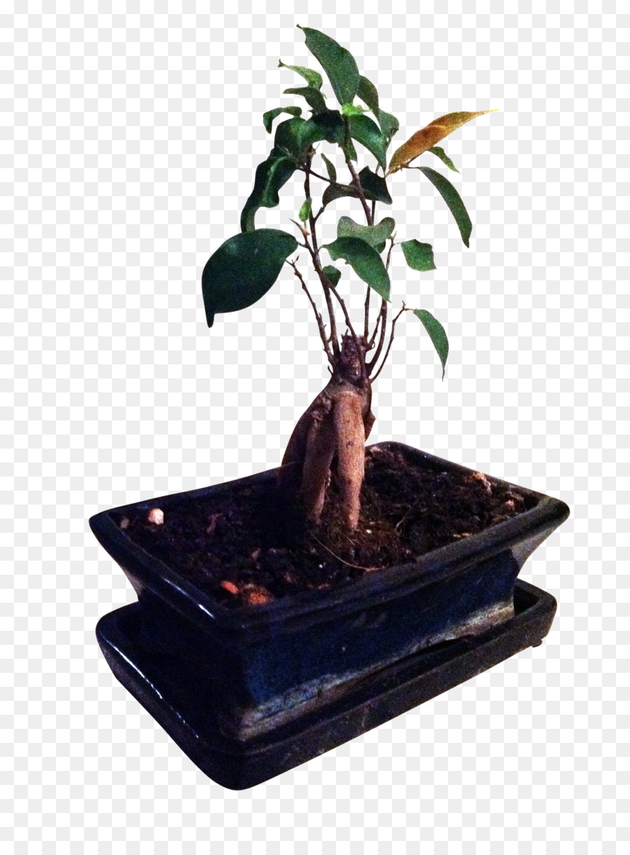 Rempotage，Ficus Retusa PNG