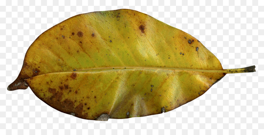 Feuille Jaune，Nature PNG