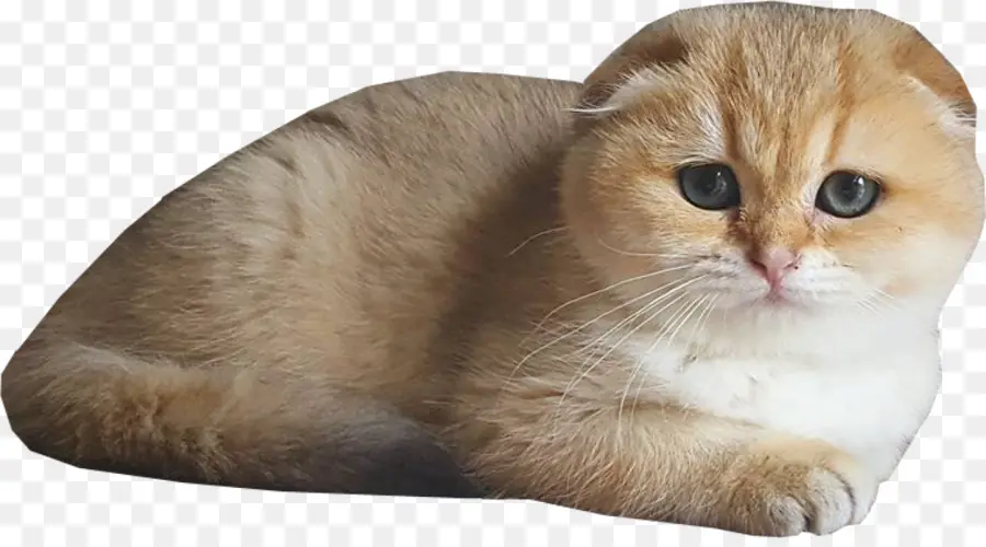 Chat Mignon，Animal De Compagnie PNG